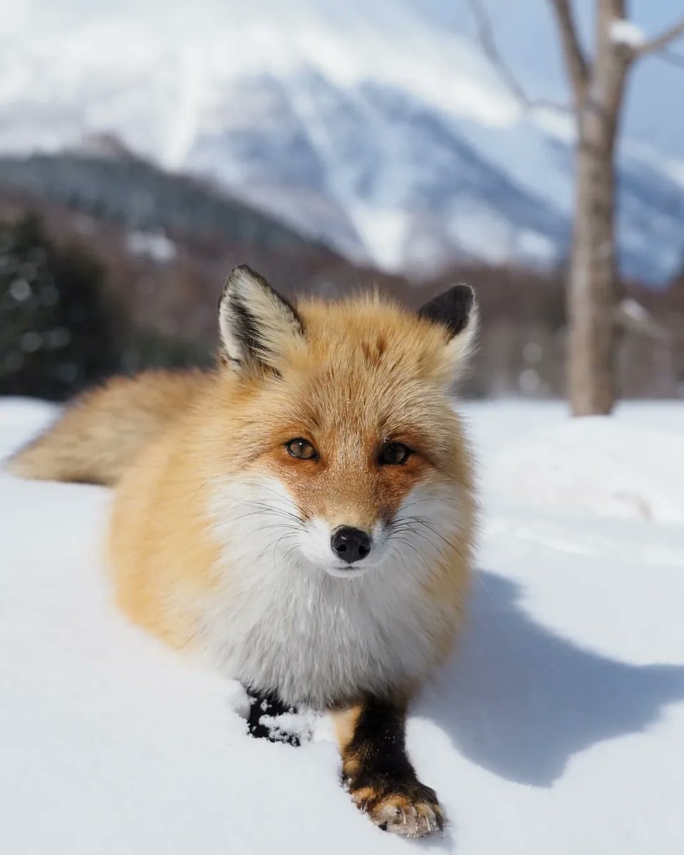 Powderlife_com's tweet image. A moment with the mountain's guardian—the Kita Kitsune (Ezo red fox). Has one ever crossed your path? 
Beautifully captured by 📸: @ruairidhs