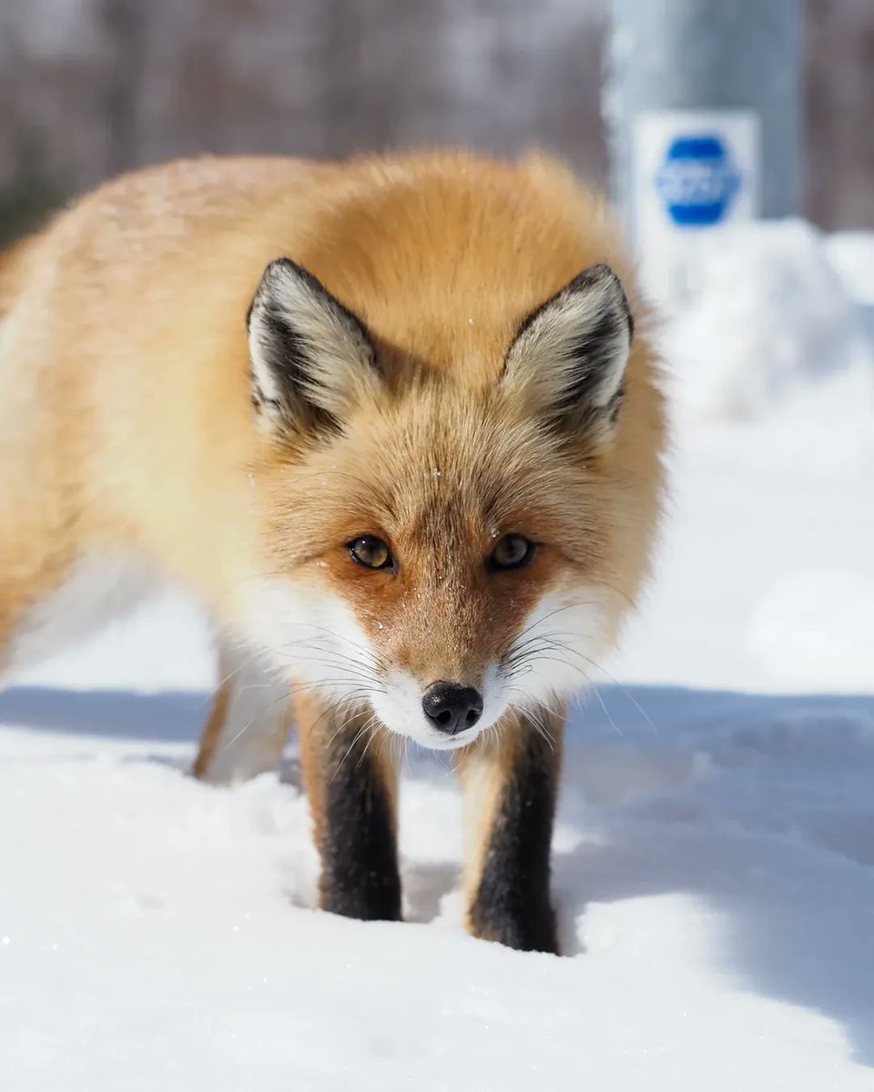Powderlife_com's tweet image. A moment with the mountain's guardian—the Kita Kitsune (Ezo red fox). Has one ever crossed your path? 
Beautifully captured by 📸: @ruairidhs