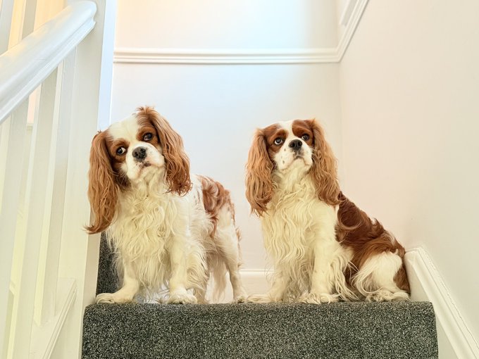 dog_junky's tweet photo. We’re saying goodbye to X 🥺This will be our final post. Thank you for taking us into your 📷’s the last 4 yrs. We’ll never forget the kindness you showed us. Mum needs to focus on getting herself better now. We will miss you very much. Love always. Archie, Alfie &amp; Kimberley 📷 https://t.co/6GTKqH4UaO