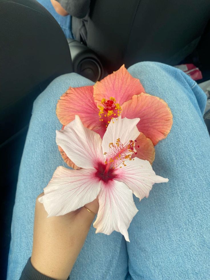XLIX_409's tweet photo. Hibiscus 🌺 https://t.co/CWB6wQeaMr