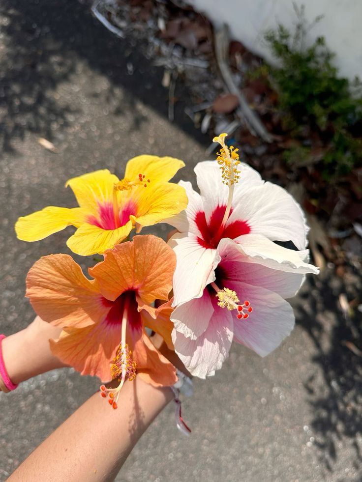 XLIX_409's tweet photo. Hibiscus 🌺 https://t.co/CWB6wQeaMr