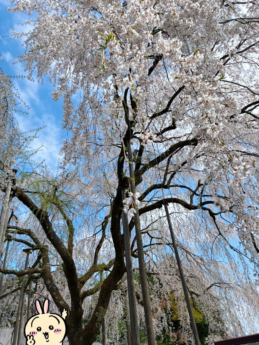 「今日はいいお花見日和だったわね。明日からしばらく雨だからもう見納めかな。 」|まきんこのイラスト