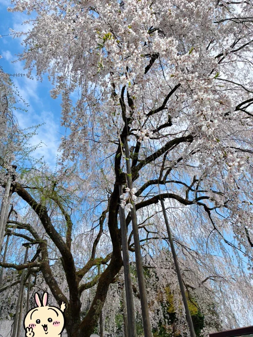 今日はいいお花見日和だったわね。明日からしばらく雨だからもう見納めかな。 