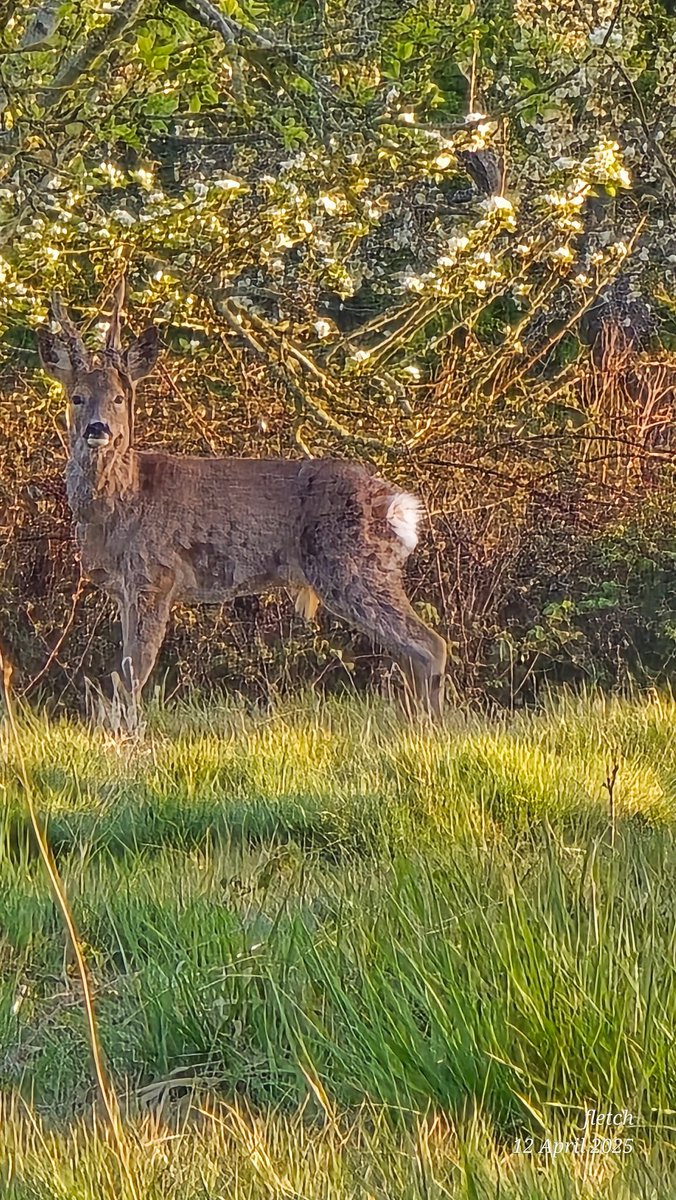 pepfletch's tweet photo. On my morning walk https://t.co/eHX6A3XlVU