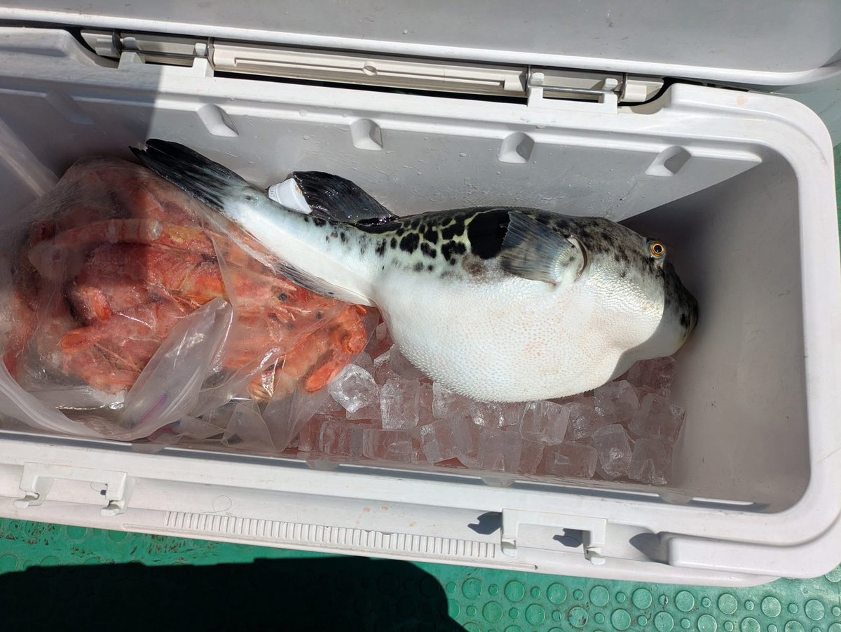 SMS_KIYA's tweet photo. 水曜日の店長の釣果です。 https://t.co/IYb9HOTl8T