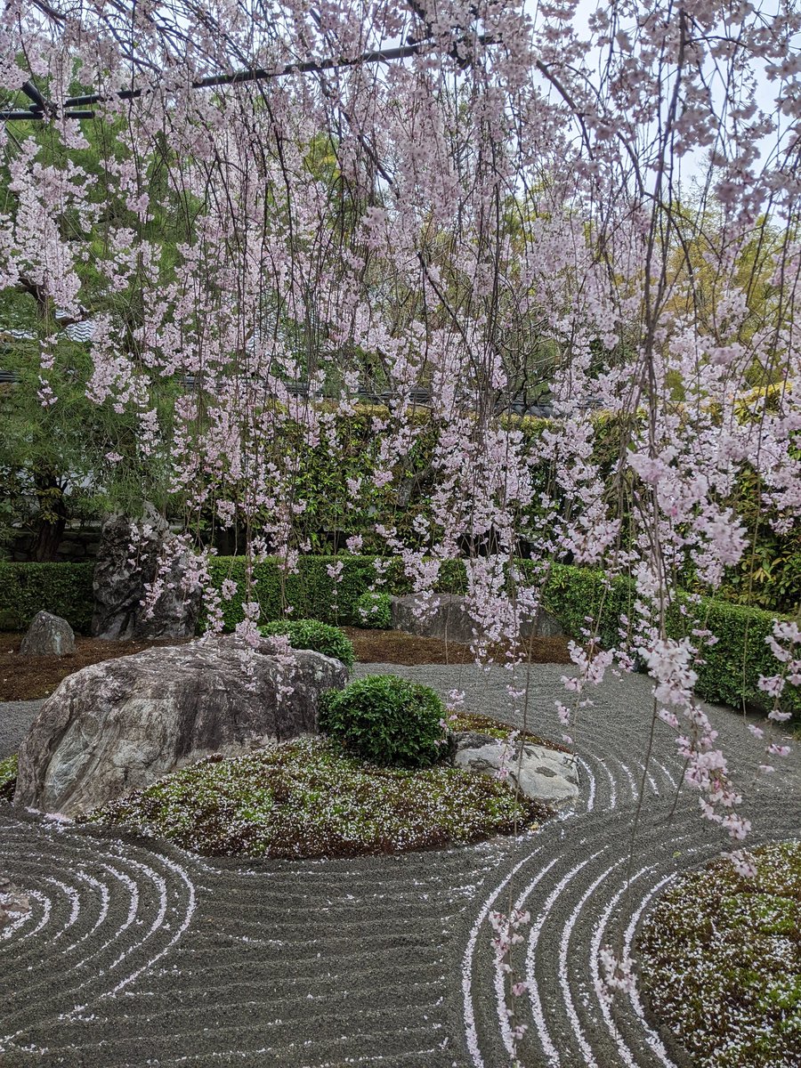 m_otahara's tweet photo. 妙心寺退蔵院の桜が、満開🌸
枝垂れ桜と枯山水のお庭。
何回見ても心がふんわりする。
#妙心寺
#退蔵院
#京都
#kyoto
#taizoin
#myoshinji https://t.co/foqCR8bVSY