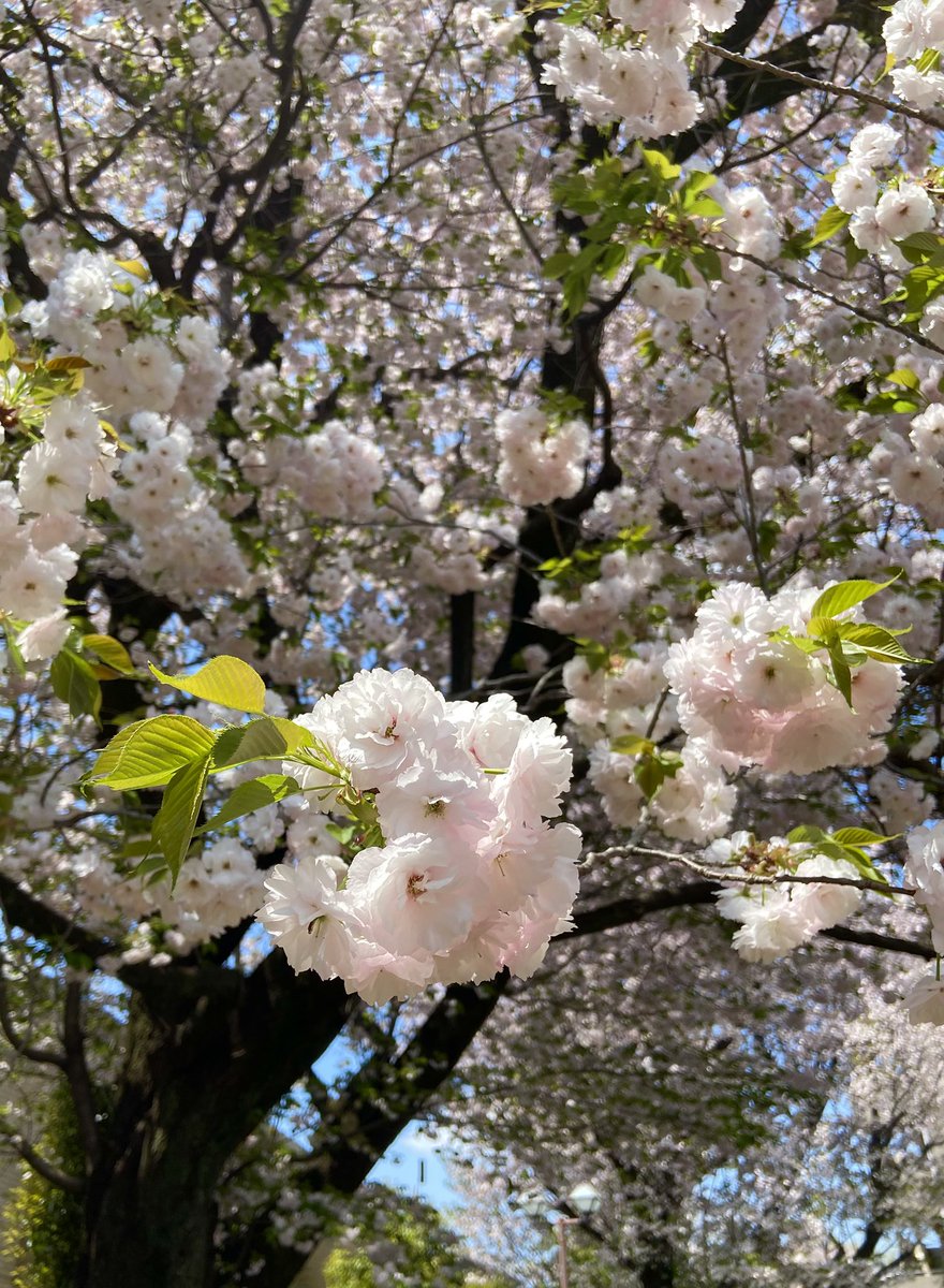 gin_mekking's tweet photo. 毎年楽しみにしている八重桜🌸
満開なのに誰もいない奇跡の花見スポット。雨つづきの合間に青空の下で見られることができました(-人-)✨️ https://t.co/poAlb1cfyN