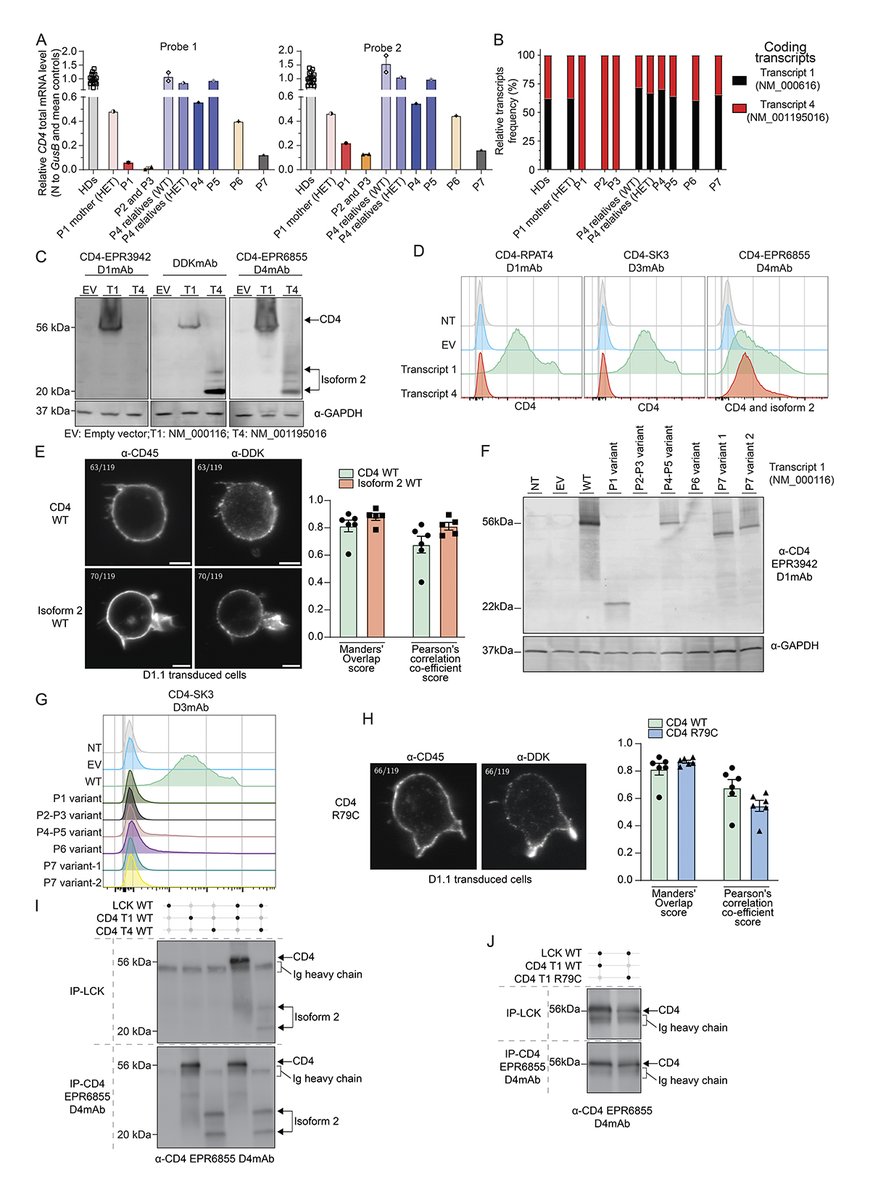 Guérin et al. <a href="/Tangye_Lab/">TangyeLab</a> describe clinical features and cellular and molecular mechanisms underlying immune deficiency in seven patients with biallelic germline variants in CD4. hubs.la/Q03ggVpD0

📘In Genes &amp; Immunity collection: hubs.la/Q03gh2yT0
#HKS2025