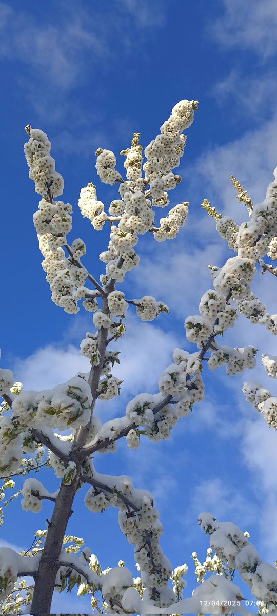 12 Nisan 2025, Pertek.
Tanrılar çıldırmış!
Hiç bir meyve kalmadı!!
Ağaçlar kurumazlarsa iyi.