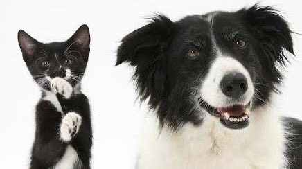 PBEandcat's tweet photo. https://t.co/MuMc2WwDp9