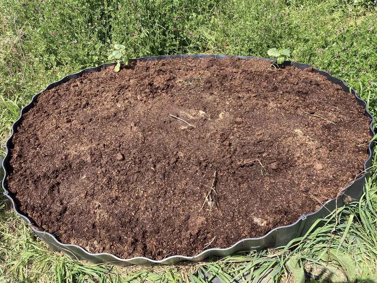 FishingOneColor's tweet image. 畑の木を伐採し、
草を刈り、
牛糞堆肥を入れてレイズドベッドの完成。
間伐材には糸状菌が付いているので、
上手く行けば、追加肥料無しで５年間
野菜が作れるはず。