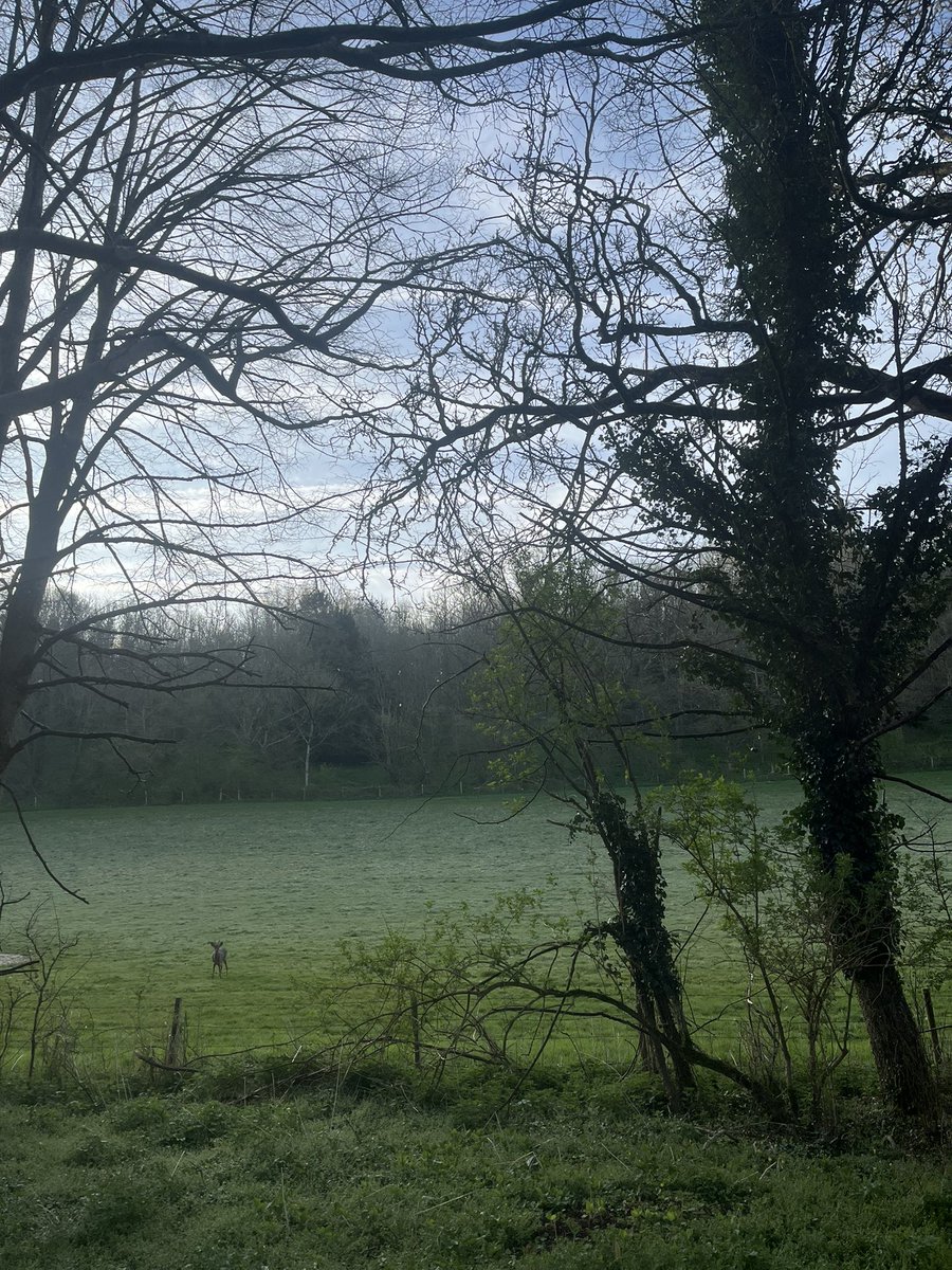 zchard7's tweet image. Gentle recovery run from lurgy, inspired by #Tonks, went to see 🐫 Happy Saturday all xxxx @RunComPod