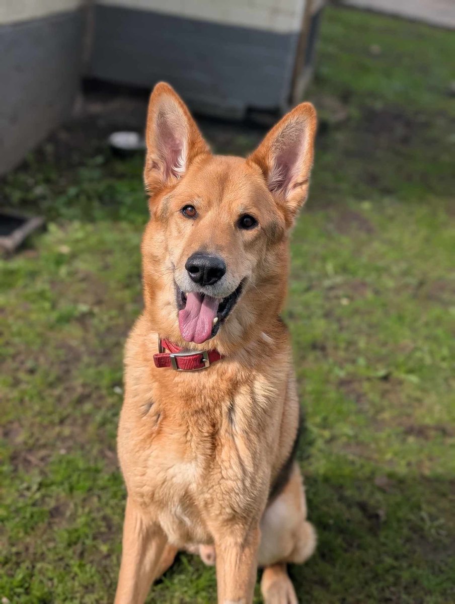 Animal Adoptions UK 🐕‍🦺🐈🐎❤️ tweet media