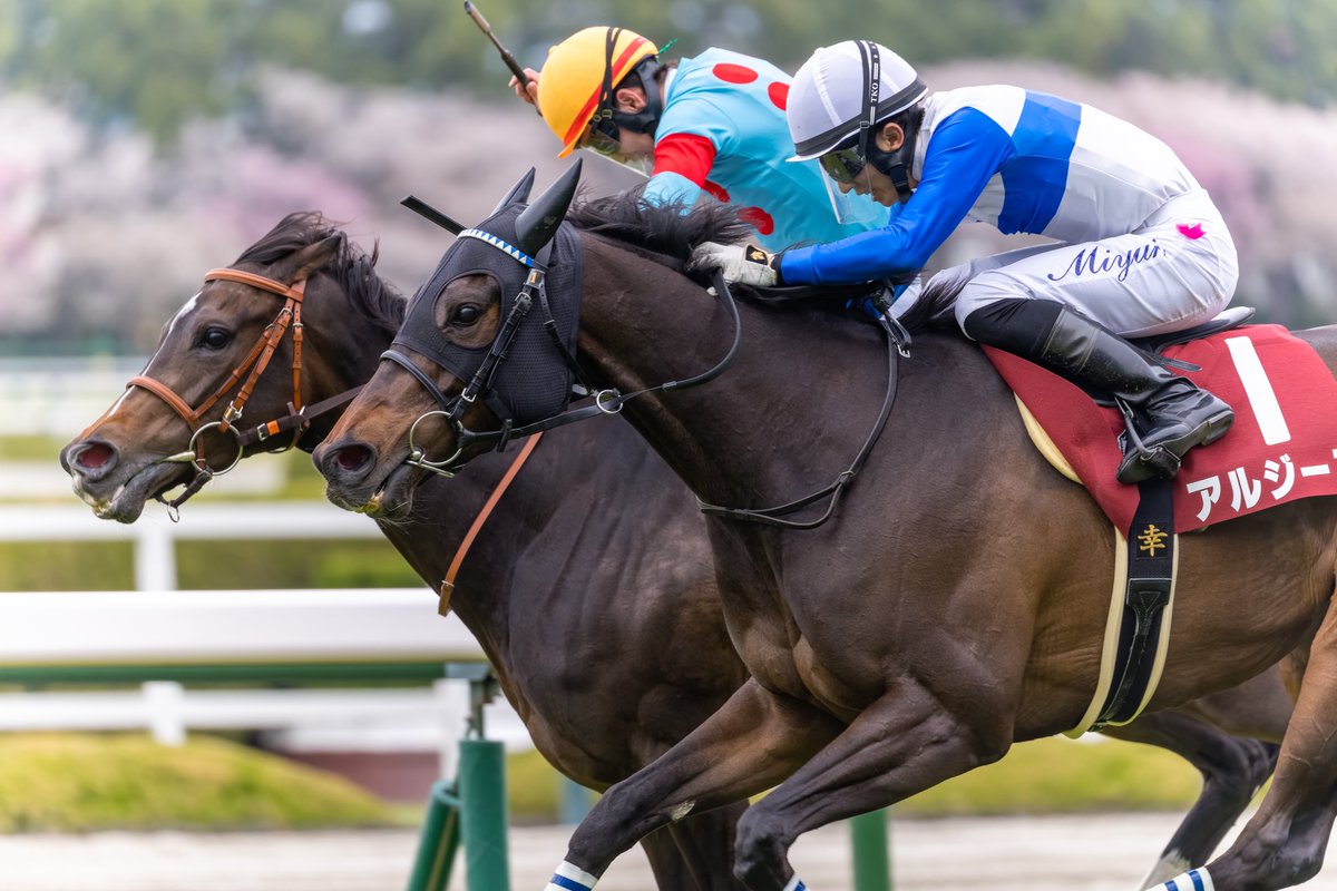 le_courage0610's tweet image. サフィラ
アルジーヌ
（2025/4/12 11R 阪神牝馬ステークス）
#松山弘平 騎手
#幸英明 騎手
#シルクレーシング 
#ロードホースクラブ
#阪神競馬場