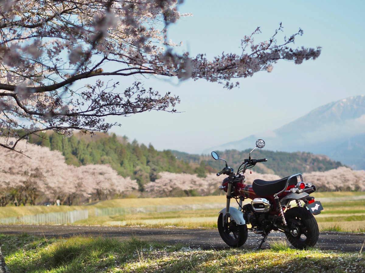 nk1193645622's tweet photo. 明日雨だし、
今年の桜は今日がラストかな?
#ホンダダックス125
#ダックス125
#hondadax125
#dax125
#st125
#jb04 https://t.co/9Y1eN4UYds