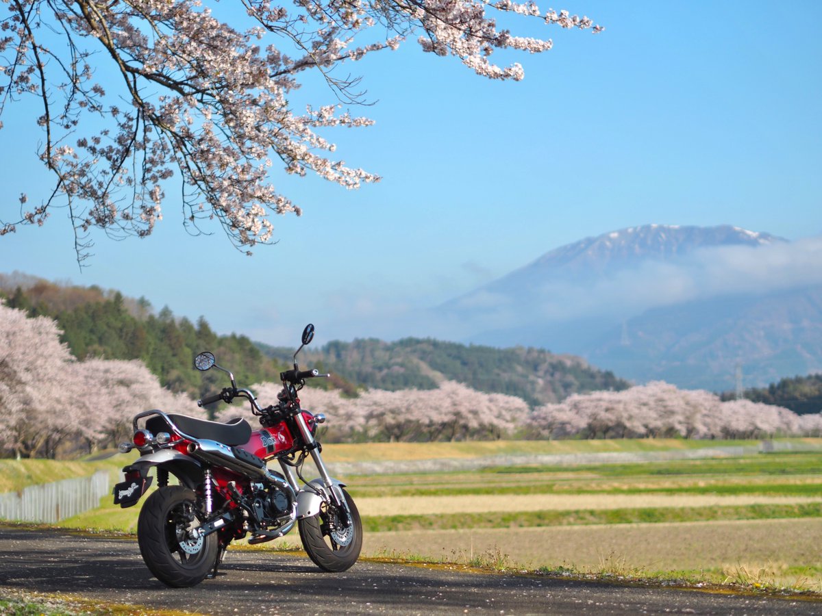 nk1193645622's tweet photo. 明日雨だし、
今年の桜は今日がラストかな?
#ホンダダックス125
#ダックス125
#hondadax125
#dax125
#st125
#jb04 https://t.co/9Y1eN4UYds