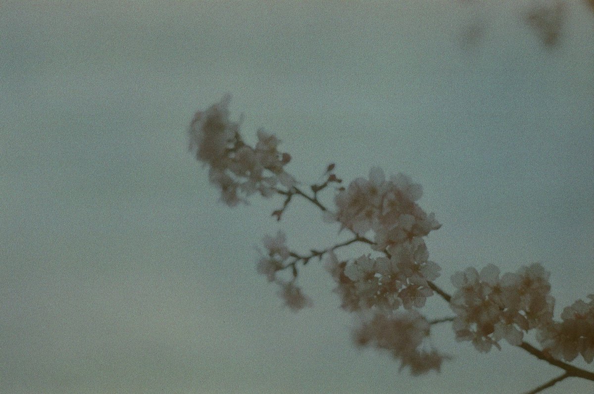 mary06202's tweet image. solarisってフィルム🎞️で撮った
写真がエモすぎた😍
#フィルムカメラ
#ペンタックス
#solaris