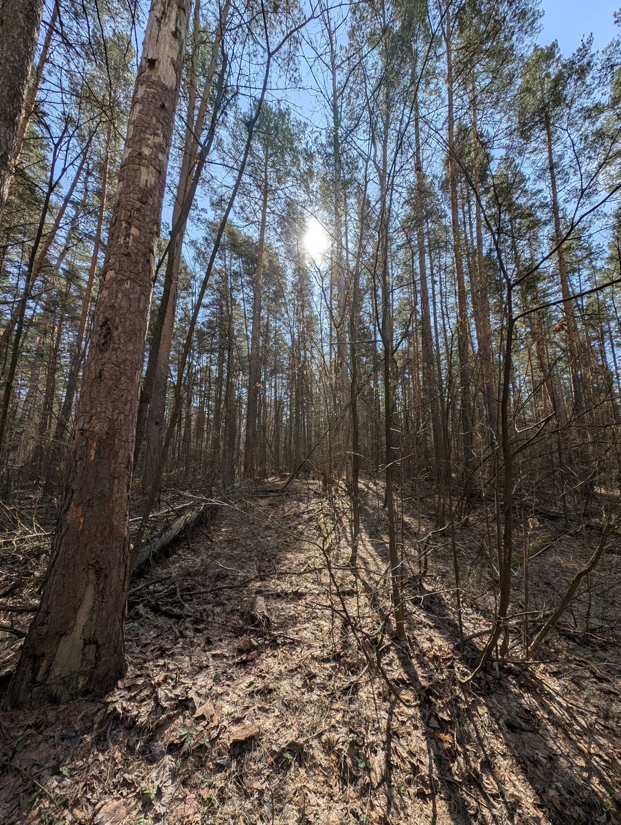Хорошо, когда лес рядом 🌲