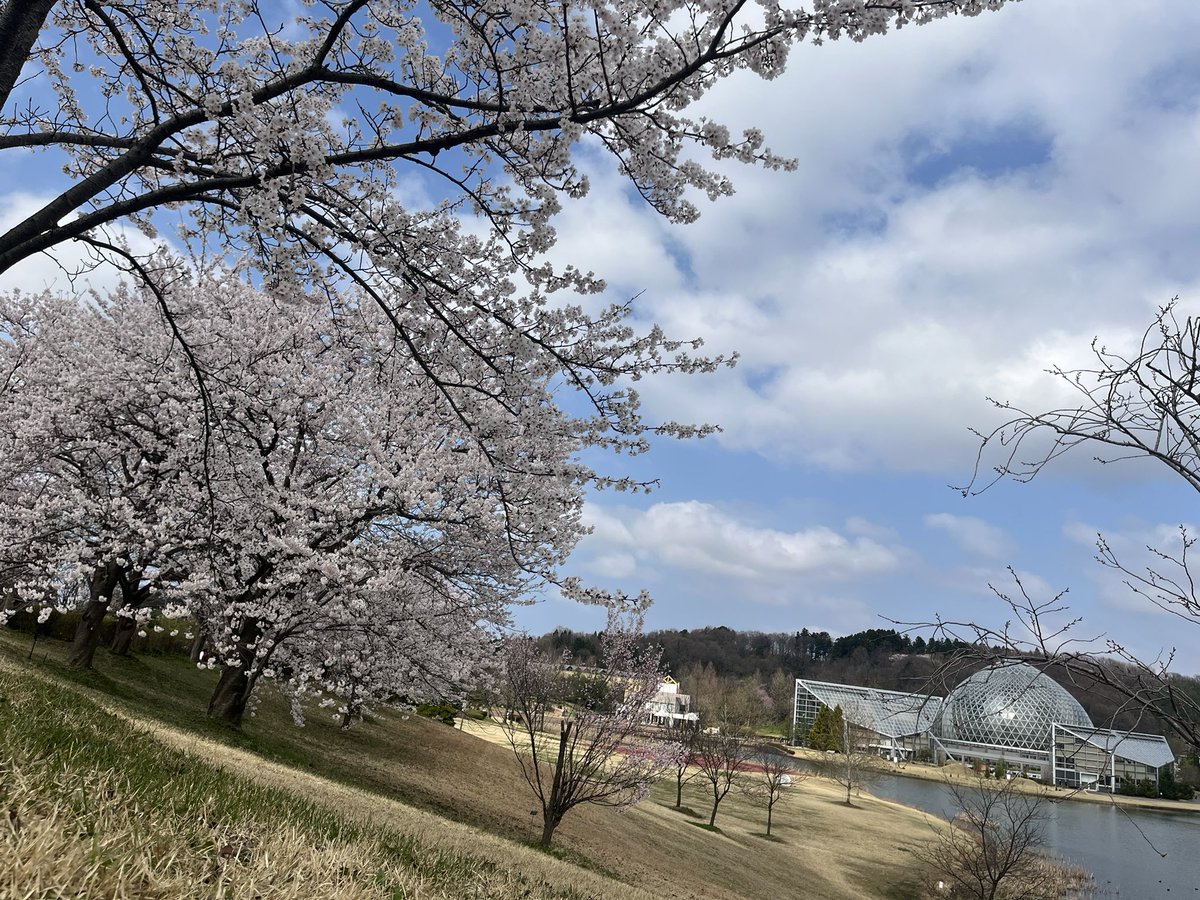 GoUnited55's tweet photo. ＃新潟のサクラ
＃県立植物園
＃見頃の桜
＃お花見
＃ほか弁
秋葉区の県立植物園でサクラを見ながらお弁当を広げました https://t.co/OwWmHJ7TPI