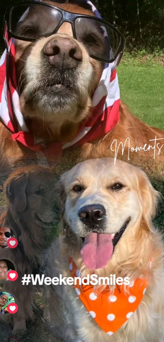 Golden Retriever Channel tweet media