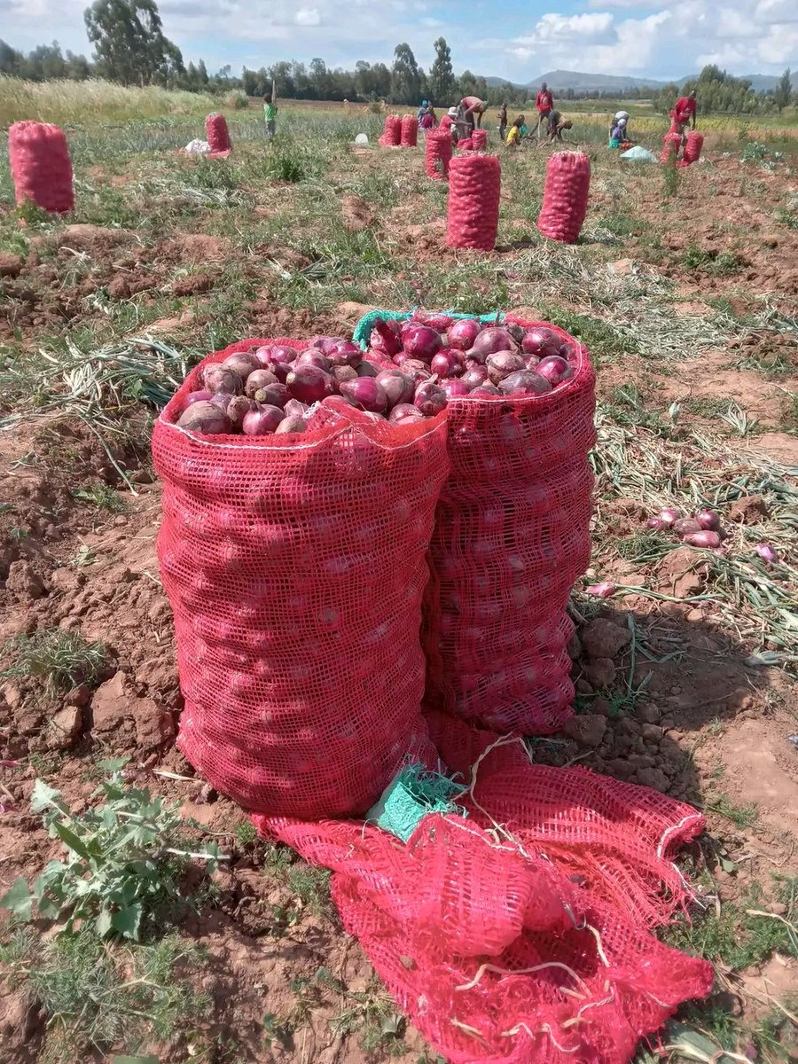 Bwanashamba wa taifa ๐น๐ฟ (@msakufarm) on Twitter photo Bei ya gunia la kitunguu hivi sasa ni 210,000Tsh
๐Lumuma-kilosa
Bei ikoje huko kwenu? Bei ya gunia la kitunguu hivi sasa ni 210,000Tsh
๐Lumuma-kilosa
Bei ikoje huko kwenu?