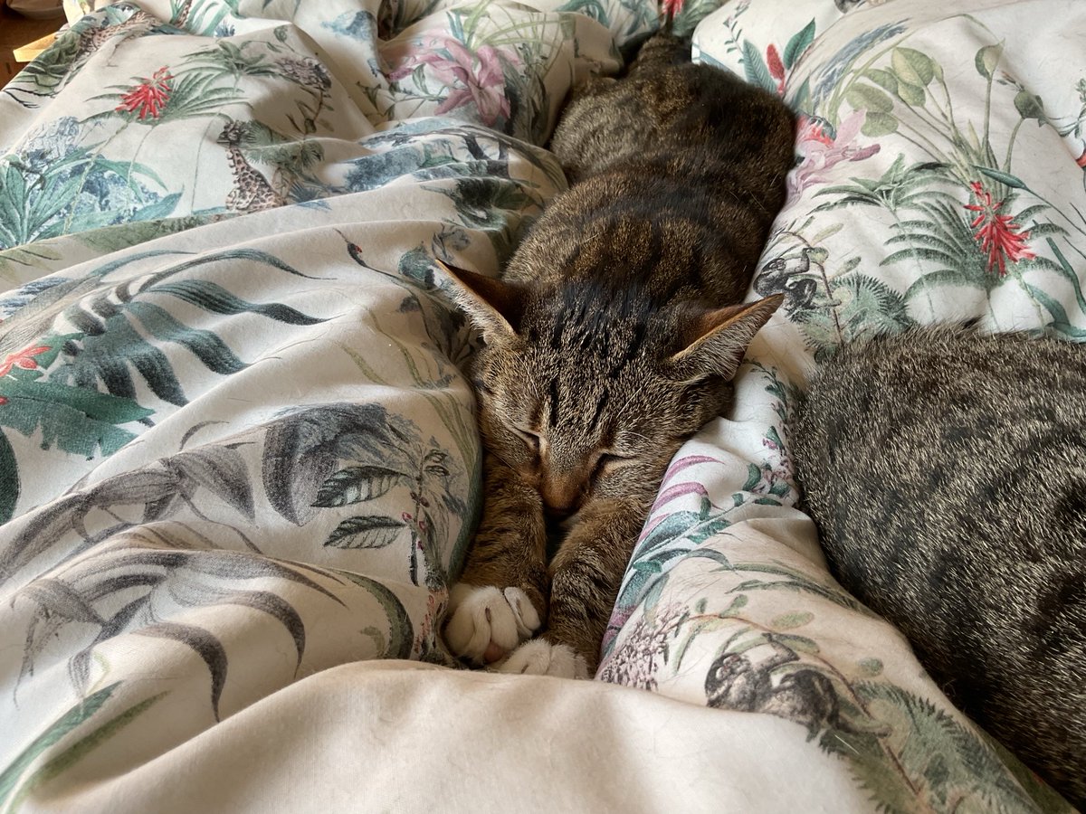 Happy #Caturday from Teddy