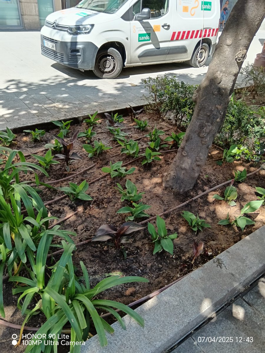🌻 Comienza la plantación de flores de temporada en las zonas ajardinadas de nuestro #DistritoCascoAntiguo.

📷 Compartimos algunas fotos de estas actuaciones esenciales destinadas a preservar la salud y belleza de estos espacios.

#CuidemosSevilla