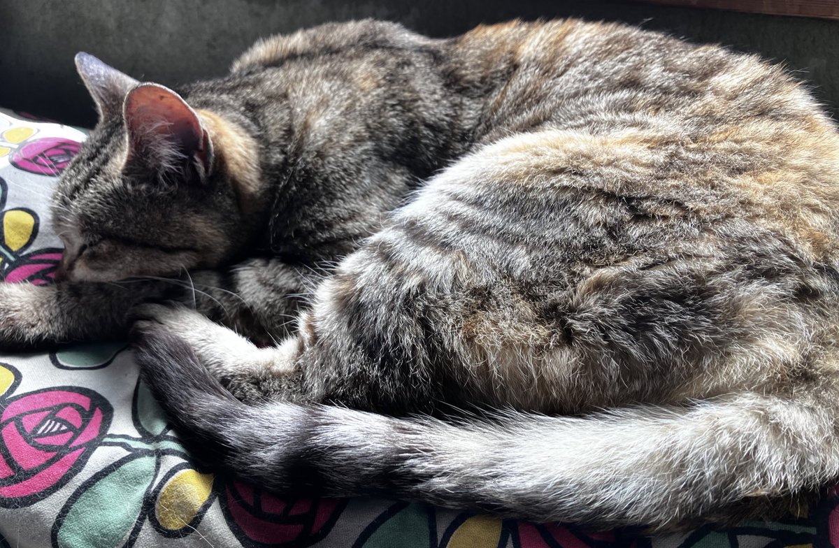 今日ずっと猫と戯れてた 