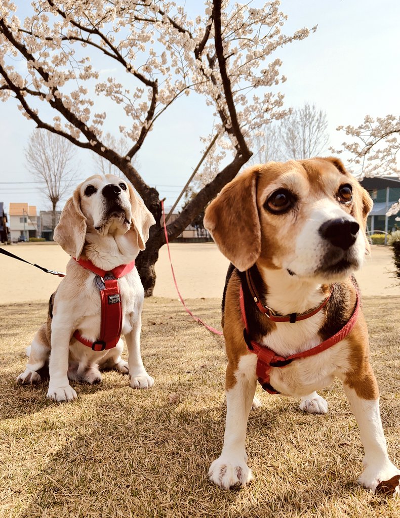 beaglepepeko's tweet photo. 桜🌸とビーグルズ #beagle https://t.co/gFs6BePC5L