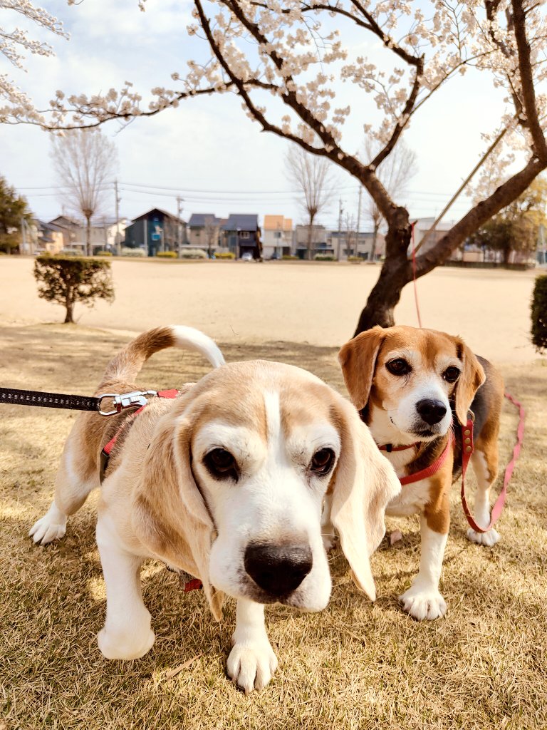 beaglepepeko's tweet photo. 桜🌸とビーグルズ #beagle https://t.co/gFs6BePC5L