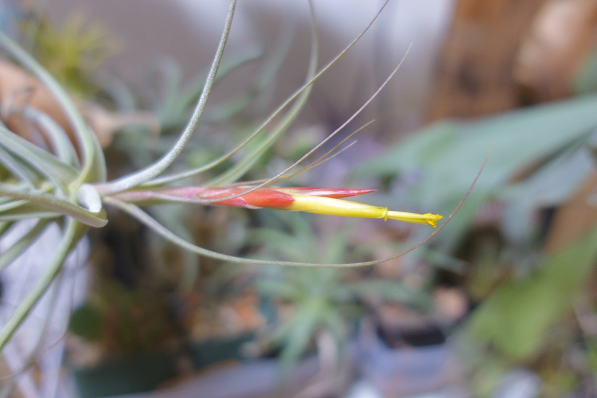 ENOplants's tweet photo. ダイソー産チランジア
(Tillandsia schiedeana)が開花。 https://t.co/gbH2YqFVsD