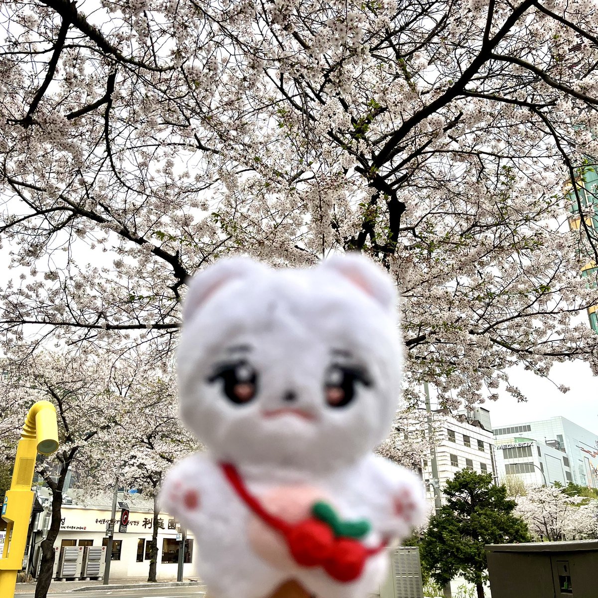 채리보 머리에 벚꽃잎이 톡🌸

#채리보랑_피크닉_벚꽃놀이
<a href="/chae_ribo/">채리보🍒</a>