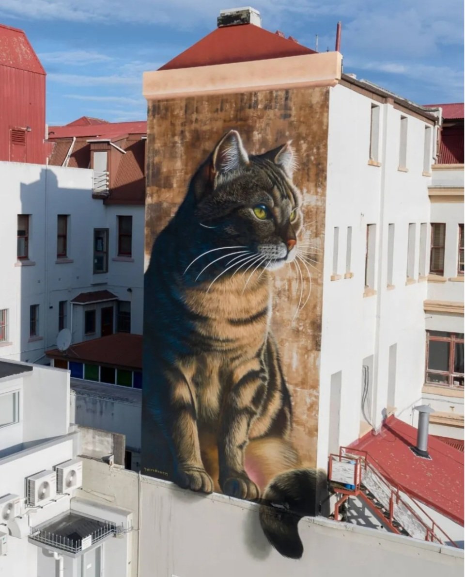 TimRedford12's tweet image. Happy #Caterday everyone have a pleasant weekend.