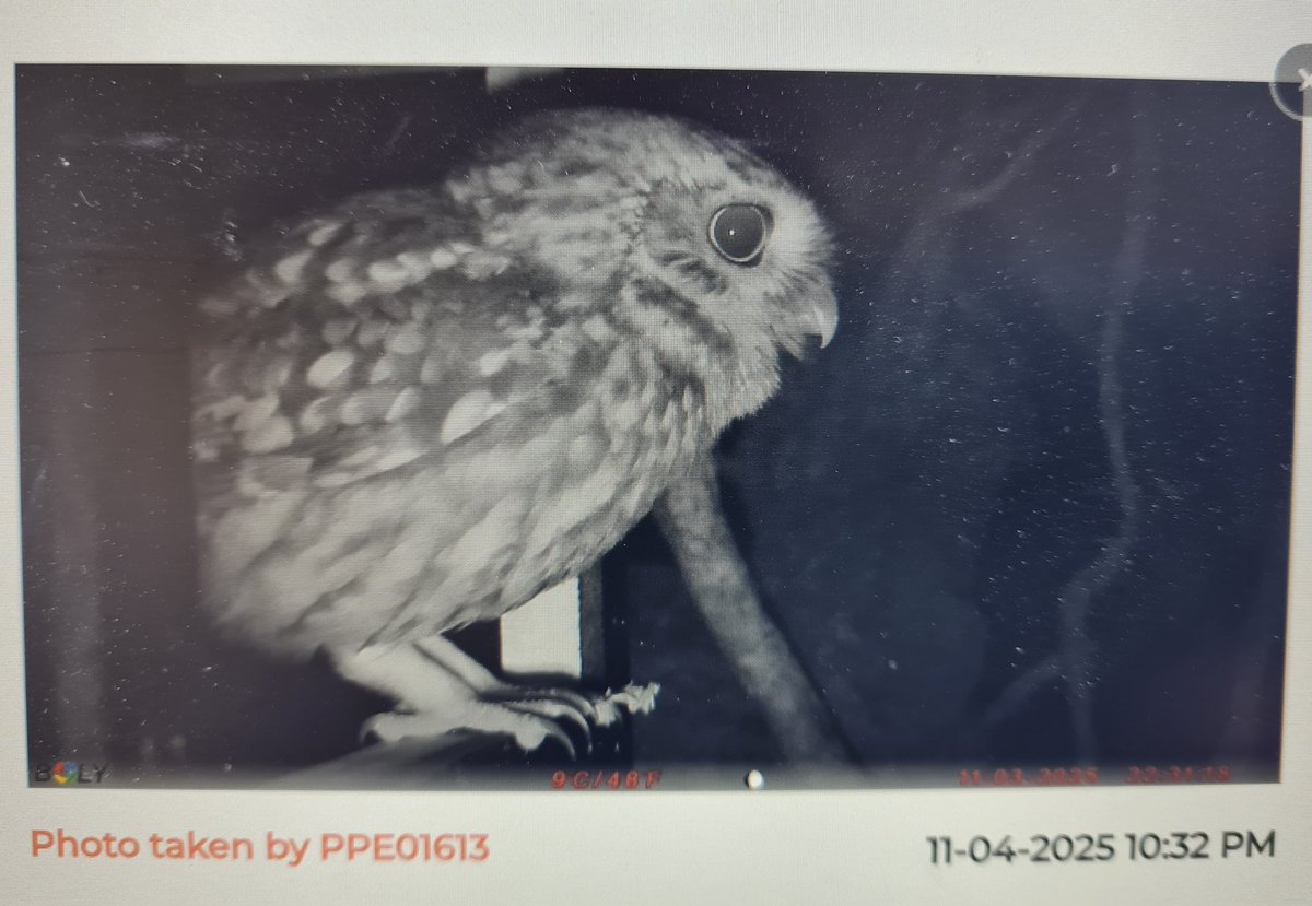 Francis Buner (@fbuner) on Twitter photo Put another <a href="/PerdixDigital/">Perdix Digital</a> camera on one of our 50 kestrel boxes across the #SelborneLandscapePartnership #farmercluster, yesterday. This is what it recorded: #littleowl Put another <a href="/PerdixDigital/">Perdix Digital</a> camera on one of our 50 kestrel boxes across the #SelborneLandscapePartnership #farmercluster, yesterday. This is what it recorded: #littleowl