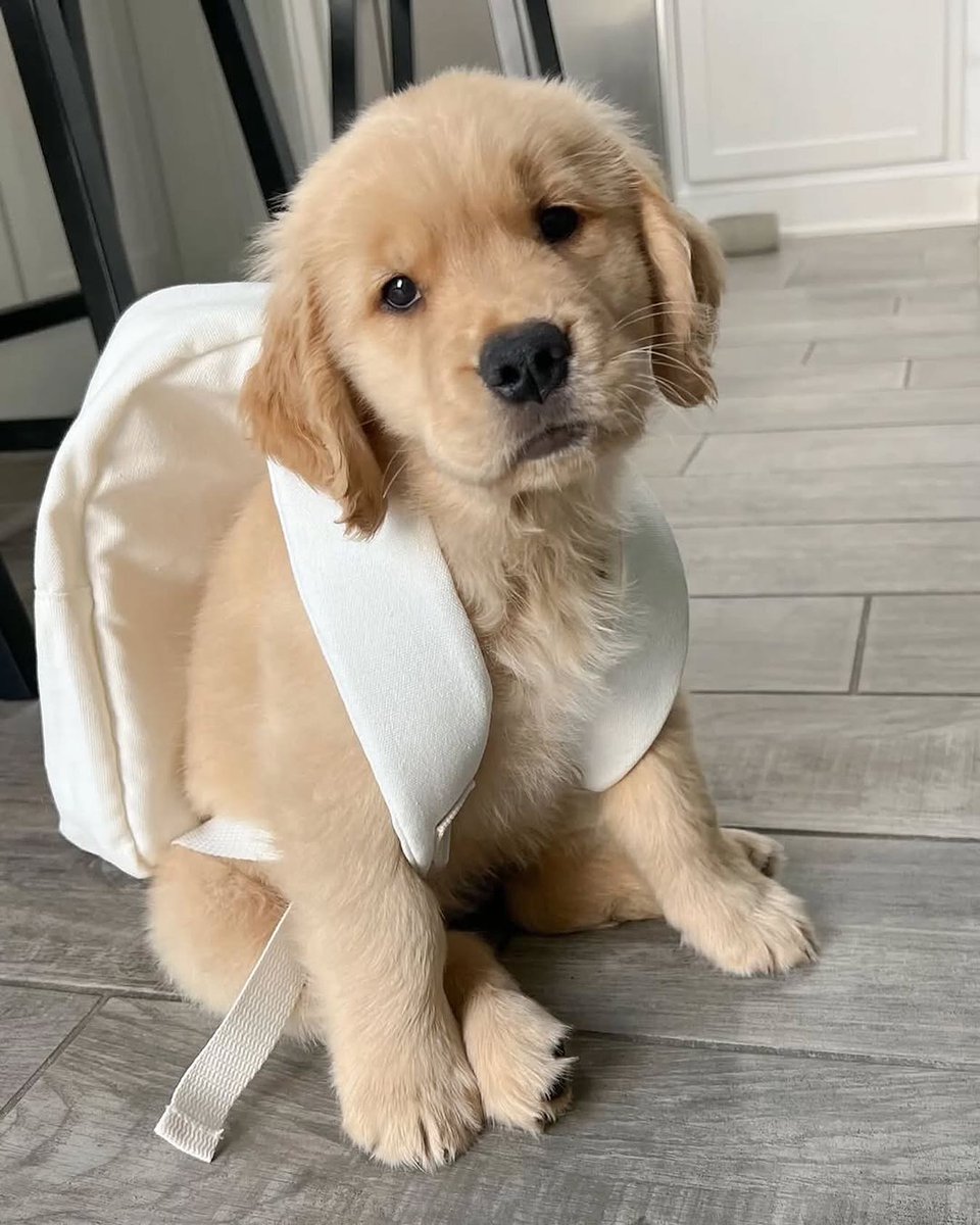 puppies video (@puppies_video) on Twitter photo 