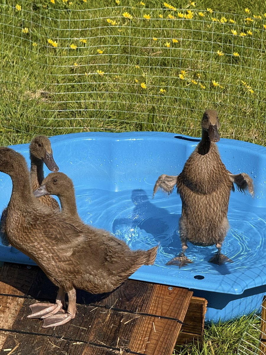 Cold Blooded Shiller tweet media