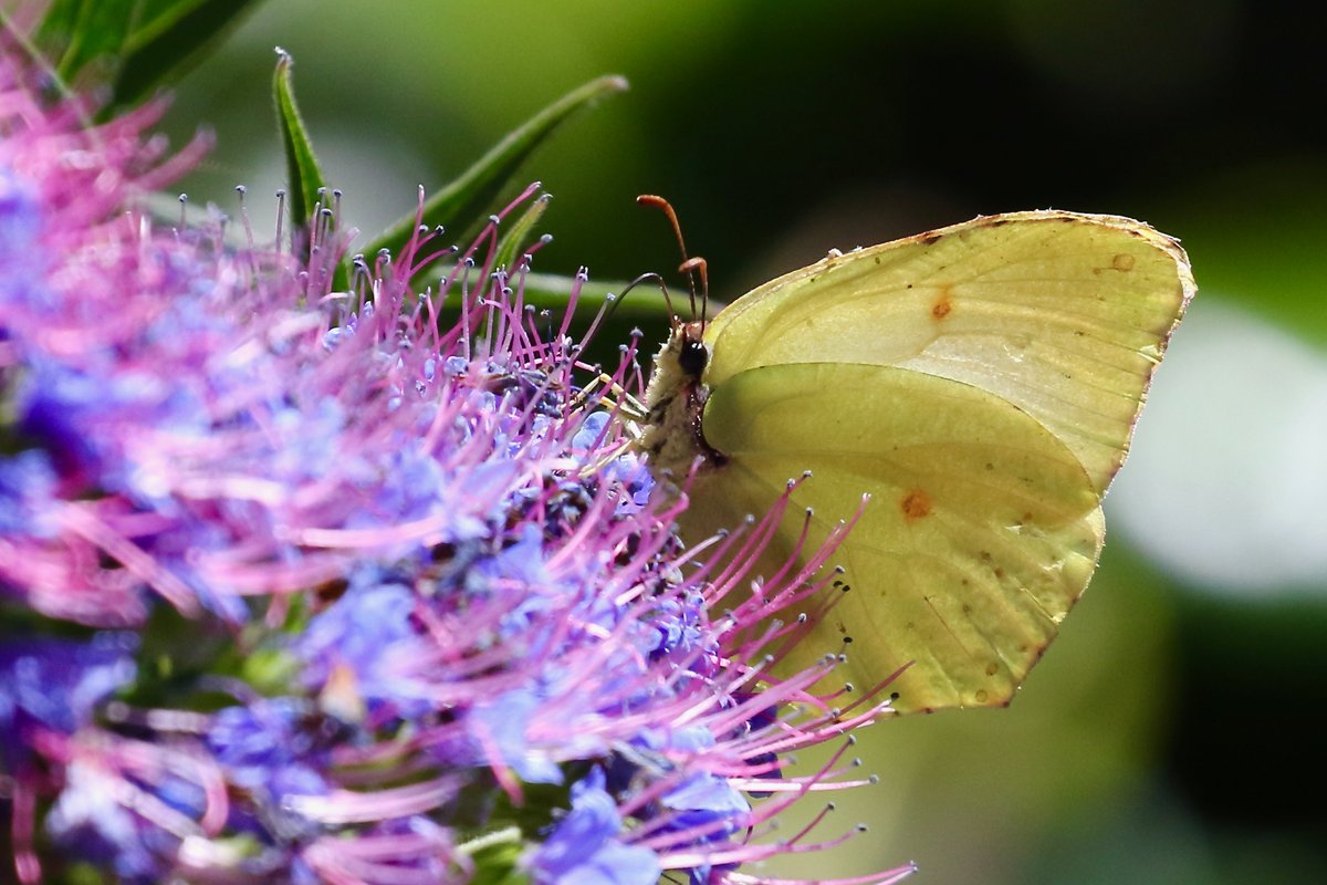 amjlip's tweet photo. @PaulSelby18 @Mariposa_Nature @dunnjons Good luck Paul.  After searching all morning in the Laurisilva without as much as a glimpse, we decided to have a rest and a snack in cafe at Ribeiro Frio when this happened... https://t.co/tyElItJWht