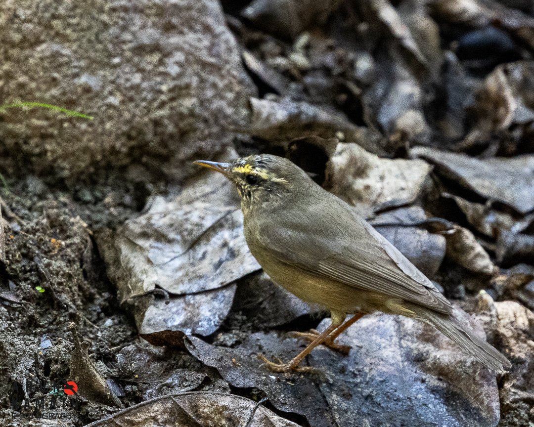 incognito9's tweet photo. Winter brings some amazing warblers the tiny long distance flyers to this region. One warbler with beautiful sulphur color belly the Sulphur bellied warlber for today.
#indiaves #thephotohour #birds #BirdsOfTwitter #netdown https://t.co/q9vs5sGYfV