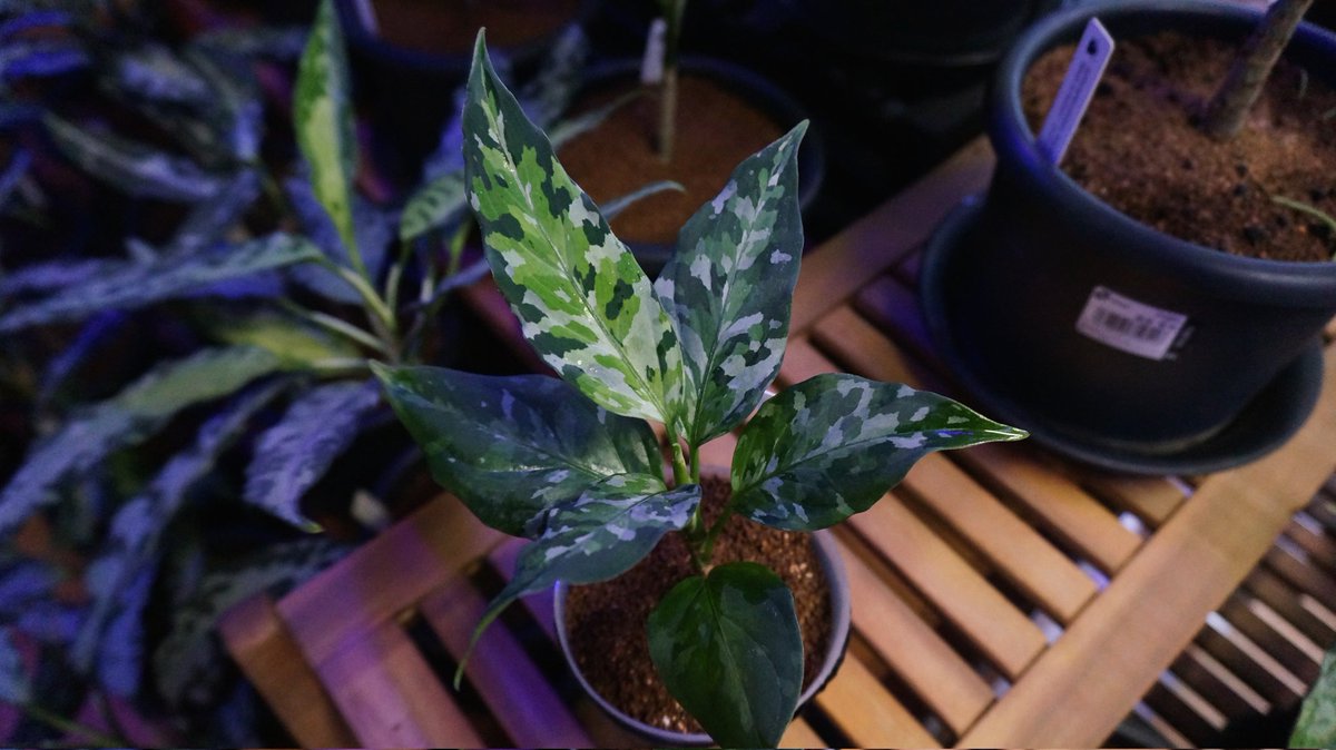 いちご工房　0111 ♡ いちご屋 in Day (@0209Bloodymary) / X