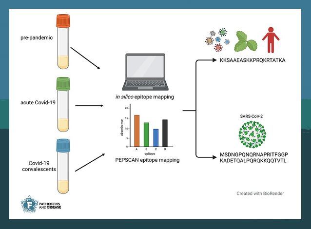 Can we design better #vaccines against #coronaviruses ? The latest research from Razim et al. explores the origin of pre- and post-infection immunity to #SARSCov2 🦠 in patients´ sera. Have a look: buff.ly/MrBJJmV  #PathogDis #COVID19