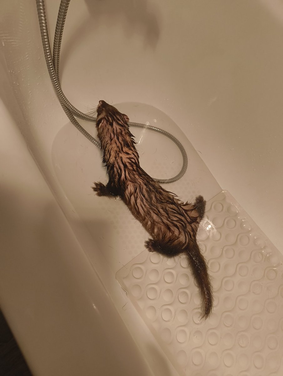 AkaFluffyBlue's tweet photo. Son moment préféré 😈
Le truc c'est une statue tellement il ose pas bouger xD
#SaveTheFerret https://t.co/FJaNDrNnCH