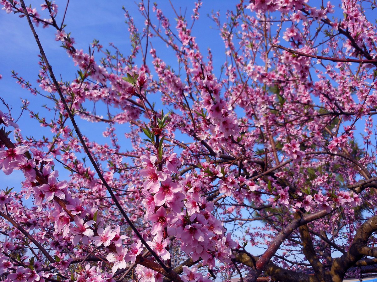 __raimu______'s tweet photo. 今年も桃の花が咲いた
去年と同じくらいの日付かな

そろそろ剪定も始めないと(ᐢ._.ᐢ;)՞ ՞ https://t.co/ZmxwgWKUc2