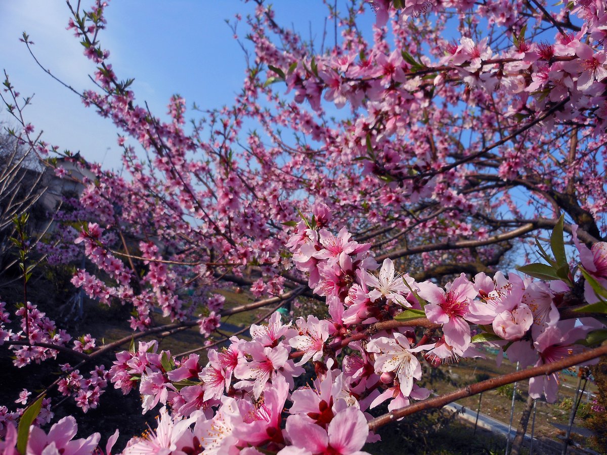 __raimu______'s tweet photo. 今年も桃の花が咲いた
去年と同じくらいの日付かな

そろそろ剪定も始めないと(ᐢ._.ᐢ;)՞ ՞ https://t.co/ZmxwgWKUc2
