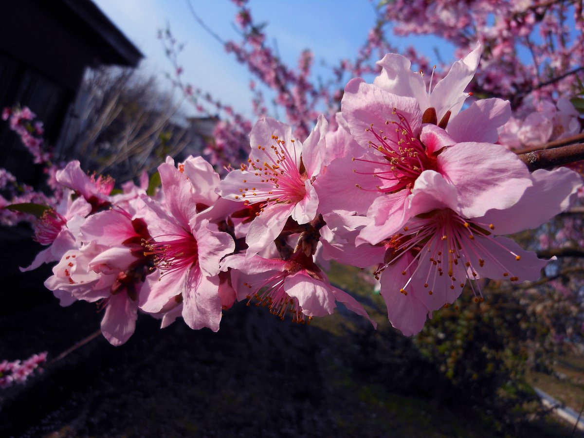 __raimu______'s tweet photo. 今年も桃の花が咲いた
去年と同じくらいの日付かな

そろそろ剪定も始めないと(ᐢ._.ᐢ;)՞ ՞ https://t.co/ZmxwgWKUc2