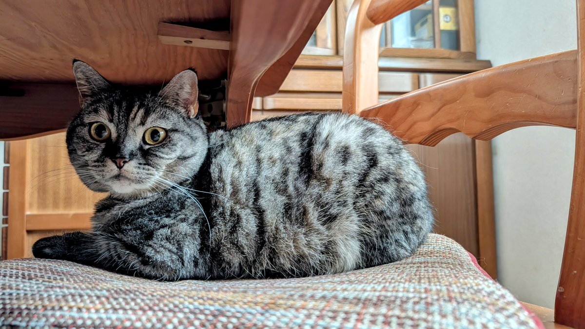 ねこさん⚡(ΦωΦ) on X: ねこさん⚡(ΦωΦ) on X: