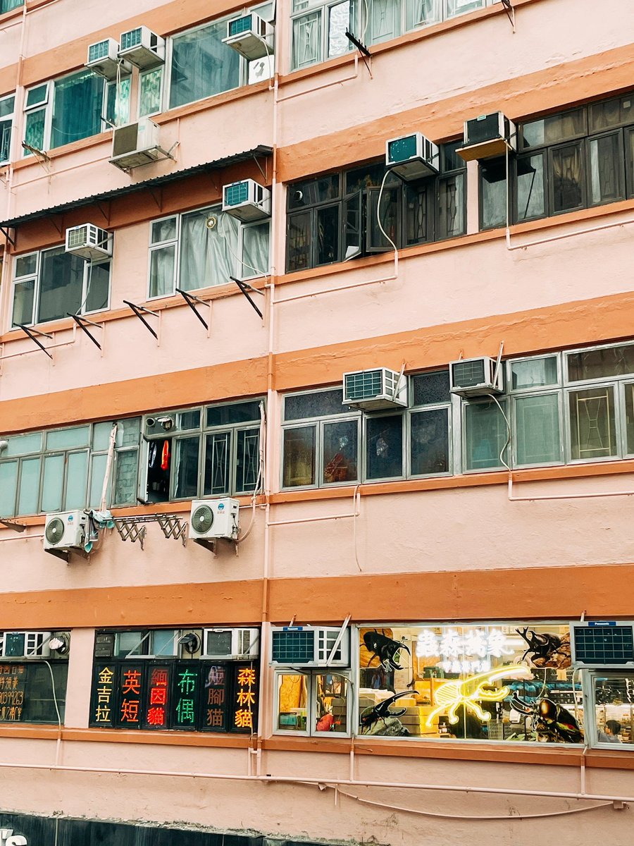 にゃんこショップの横にビカビカ✨のクワガタ屋さん

そしてまたゲリラ豪雨☔️