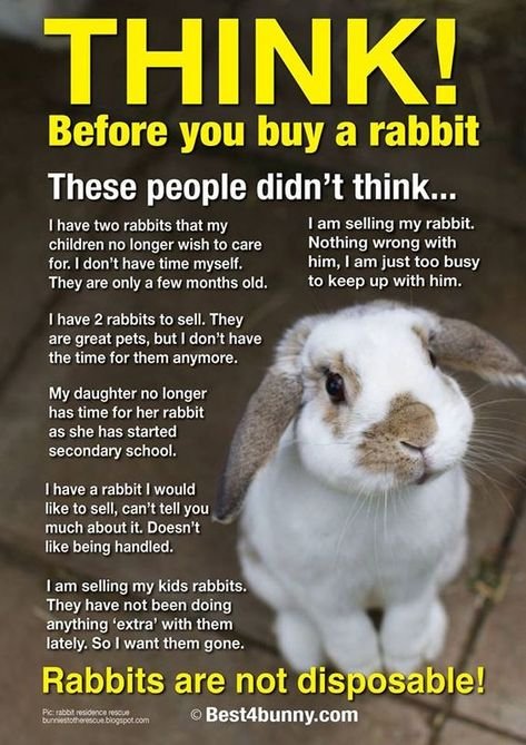 OdieOrville's tweet photo. Just a friendly reminder: Live bunnies and chicks are not Easter gifts. They require a lengthy commitment, attention, and love. Many are abandoned, given away or sold just months after Easter. Please give stuffed animals instead of live ones this Easter. 😺🐇🐥❤ https://t.co/U1lWZT4HXO