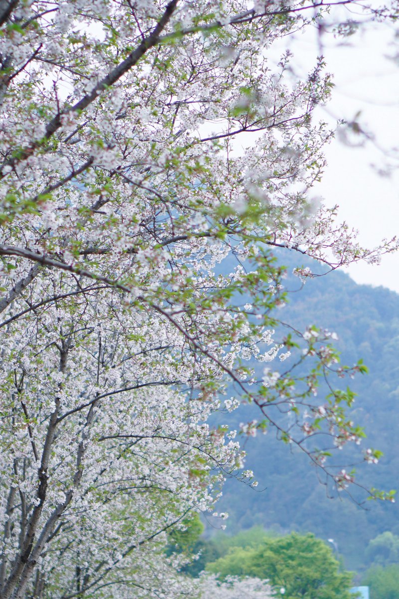 Amychery2's tweet photo. 四月樱 https://t.co/8IMoW6Xr7o