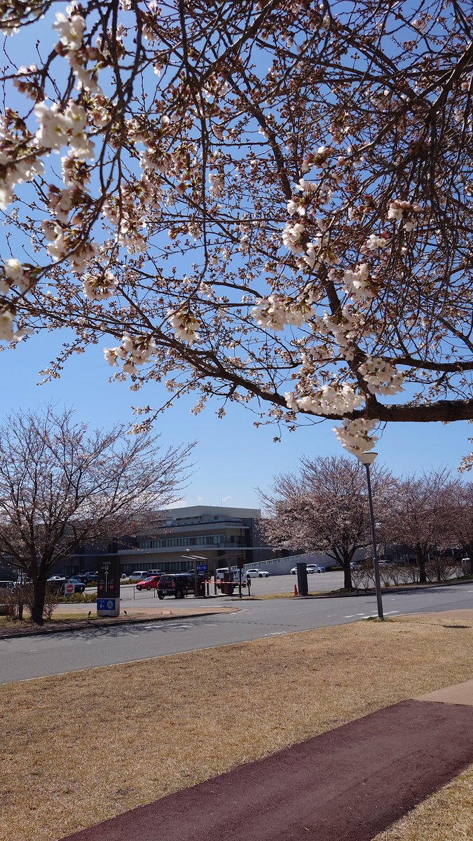 guppears's tweet photo. 佐久医療センターの桜が咲き始めました🌸 https://t.co/ksoFWiojts