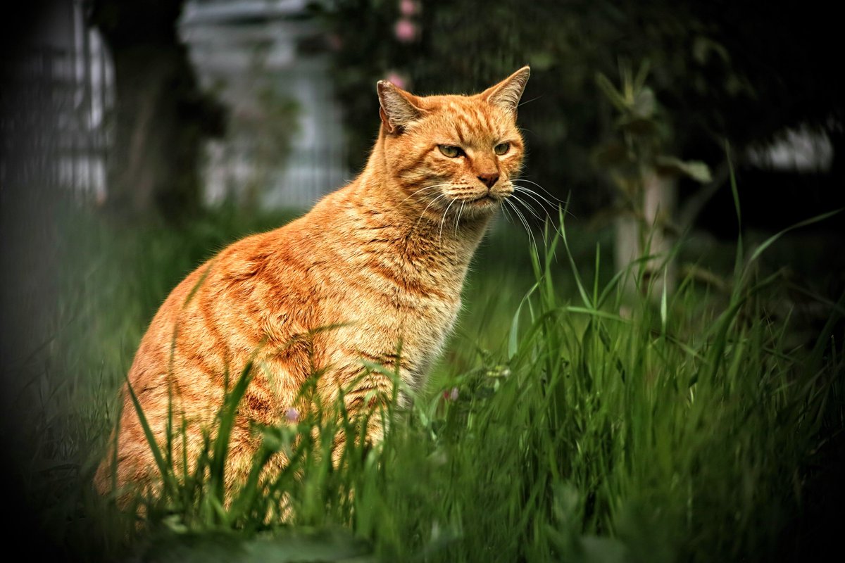 ring (@ring04) on Twitter photo 